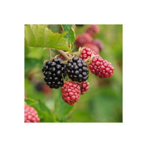 Brombeere